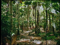 Floresta na Austrália