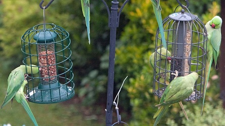 Ring-Necked Parakeets on Bird Feeders. Photo: Colin Farrant Ring-Necked Parakeets on Bird Feeders. Photo: Colin Farrant