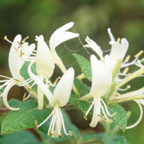 Lonicera japonica 'Halliana'