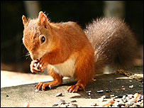 Red squirrel eating 