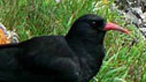 Chough. Photo: Geoffrey Nicholas