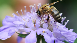 A bee on a flower