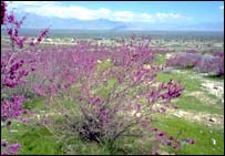 گل غندی