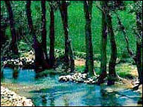 جنگلهای لغمان افغانستان (عکس از آرشيو)