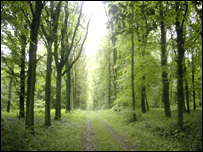 Robery Perry at work in Aveluy Wood, 7 Feb 2000