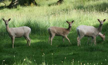 Rare white fallow deer at Parkanaur Forest Park.