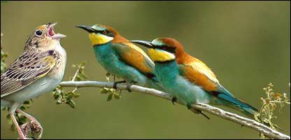 پرنده های خوش آواز