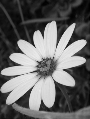 Black and White flower