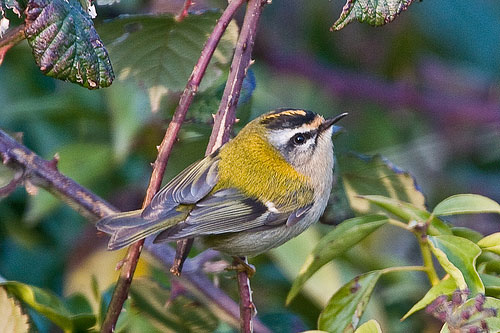 firecrest