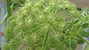 Angelica archangelica 