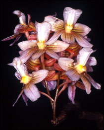 Dendrobium jiewhoei (Foto: RBG Kew)