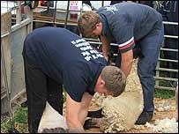 Young Farmers sheep shearing at the Melplash Show
