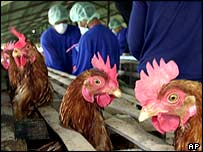 पोल्ट्री फ़ार्म