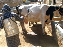 نقصان در گاو ها