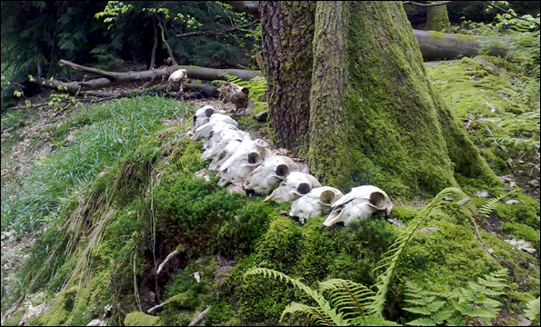 sheep_skulls_595.jpg
