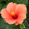 Hibiscus rosa-sinensis