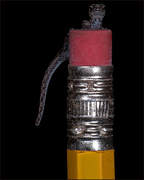 Lagarto da espécie Lepidoblepharis buchwald (Fotos: Paul S. Hamilton / RAEI.org)