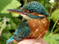 Wetlands Activities (Image: Kingfisher c/o Herts Wildlife Trust)