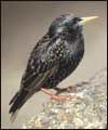 Starling: larger image and birdsong 
