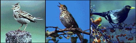 A skylark, song thrush and blackbird