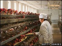 Virus H5N1 đã giết chết hơn 60 người tại Châu Á