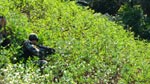 A gunman crouches in coca leaves on a military raid