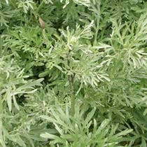 Artemisia 'Lambrook Silver'