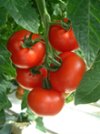 Tomatoes on the vine