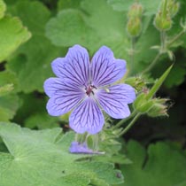 Geranium renardii
