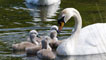 Swan and cygnets, by Mark Riley