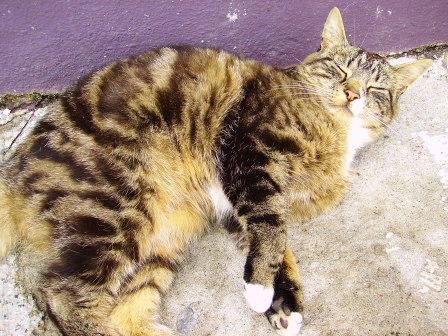 Clachan Stores Cat, North uist