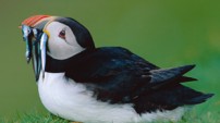 Puffin from the Nature Picture Library