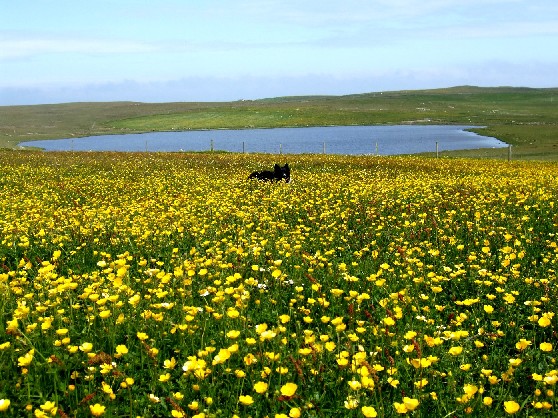 Is there a dog somewhere?