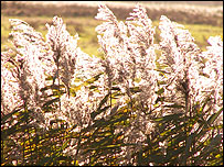 Reeds at Potteric Carr