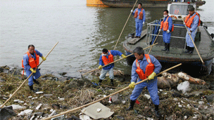 上海黃浦江發現多頭死豬引關注