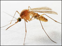 دکالدانې غوماشه