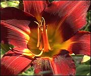 The garden contains some are specimens