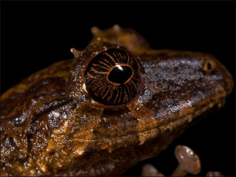 Anfíbio do gênero Pristimantis (Fotos: Paul S. Hamilton / RAEI.org)