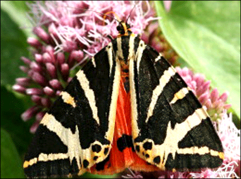 Jersey tiger moth