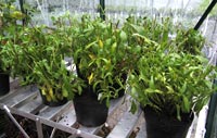Osteospermum plants potted up for over-wintering