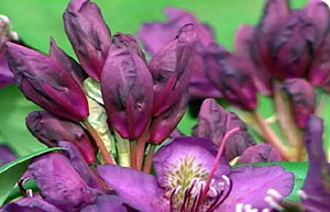 Rhododendron