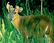 Muntjac Deer
