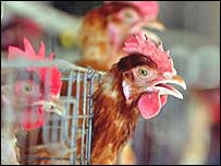 मुर्ग़ा