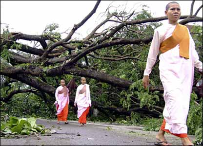 Các sư cô đi ngang một một cây bị đổ