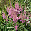 Astilbe 'Bressingham Beauty'