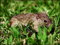 موش در مزارع زراعتی