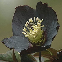 Helleborus hybridus