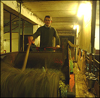 Odd-Eynar Hjortnes in cowshed