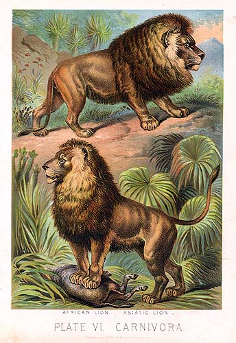 African (above) and Asiatic (below) lions, as illustrated in Johnsons Household Book of Nature, 1880