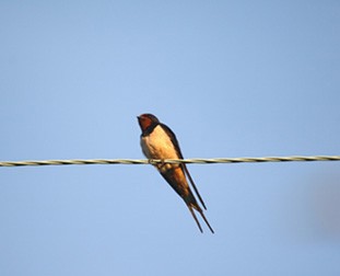 Young male Swallow by Chris Sperring